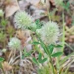 Trifolium arvense Fula