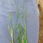 Urochloa trichopus Хабит