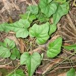 Cocculus carolinus Blad