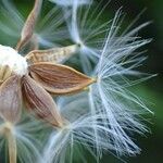 Lactuca plumieri Frukt