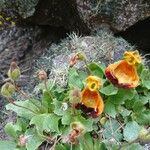 Calceolaria uniflora Kwiat