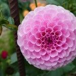 Dahlia × hortensis Květ