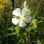 Althaea officinalis花