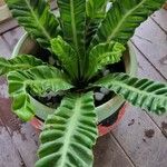 Asplenium nidusبرگ