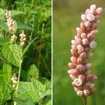 Persicaria maculosa Цвят