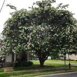 Lagerstroemia speciosa Buveinė