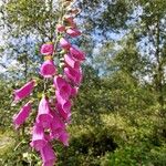 Digitalis purpureaÇiçek