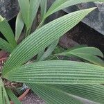 Asplundia insignis Hoja