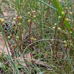 Pyrola chlorantha Flor