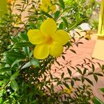 Allamanda catharticaKukka