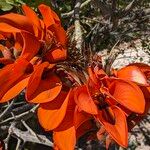 Erythrina caffra Blomst