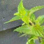 Scutellaria lateriflora Leaf