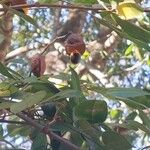 Copaifera langsdorffii Fruit