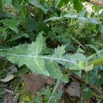 Sonchus oleraceus Лист