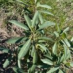 Himatanthus bracteatus Leaf