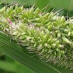 Setaria verticillata Λουλούδι