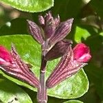 Salvia greggii Fruto