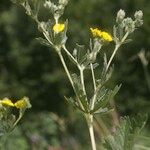 Potentilla inclinata Mosusu