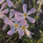 Phlox longifolia Çiçek