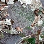 Hydrangea quercifolia Leht