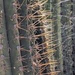 Leucostele terscheckii Lubje