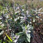 Ajuga integrifolia Flor