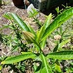 Hibiscus heterophyllus Fuelha