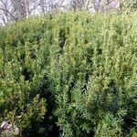 Taxus cuspidata Blad