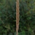 Elymus repens Fruit