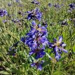 Penstemon procerus Flower