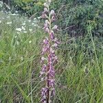 Himantoglossum adriaticum Flower