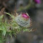 Cirsium andrewsii