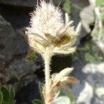 Potentilla nivalis Flower