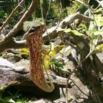 Nepenthes mirabilis Folha