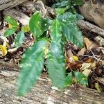 Coffea arabica Leaf