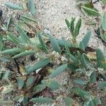 Polygonum maritimum Hostoa