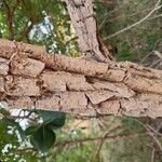 Palicourea rigida Bark