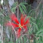 Albizia julibrissinFlower