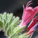 Echium angustifolium മറ്റ്