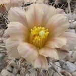 Pterocactus australis Blomst