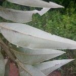 Ocotea guianensis Feuille