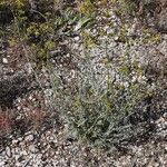 Ruta angustifolia Tabia