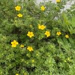 Potentilla intermedia Floare