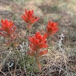 Castilleja miniataFleur