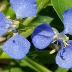 Commelina cyanea Flor