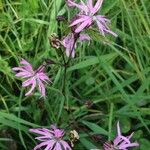 Lychnis flos-cuculi Blüte