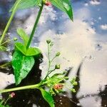 Scrophularia umbrosa Flower