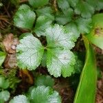 Coptis trifolia Liść