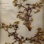 Eryngium triquetrum Cvet