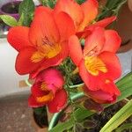 Freesia refracta Blomst